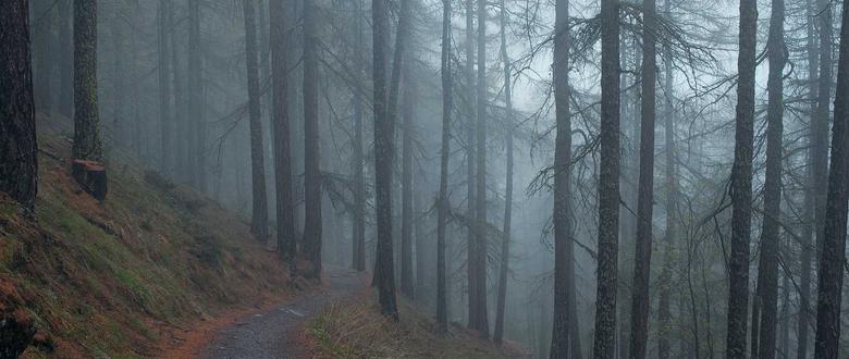 A misty forest